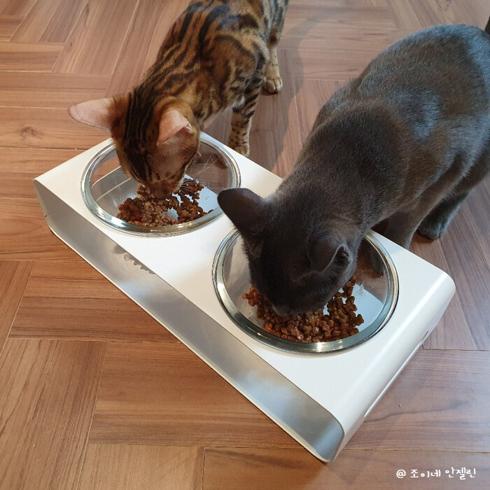 중성화 수술 후 여전히 골격이 발달 중이라 체중 관리도 함께 하는 사료가 필요해 선택했어요. 로얄캐닌을 꾸준히 먹이니 건강한 변을 만들어 믿고 먹이게 됐습니다. 