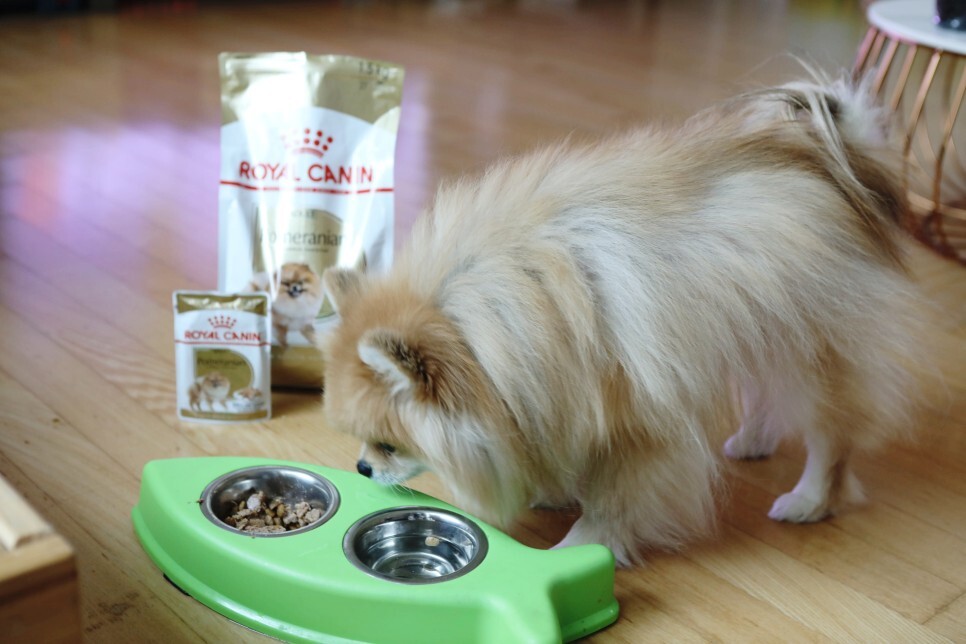 털관리와 영양이 중요한 포메라니안에게 좋아요 